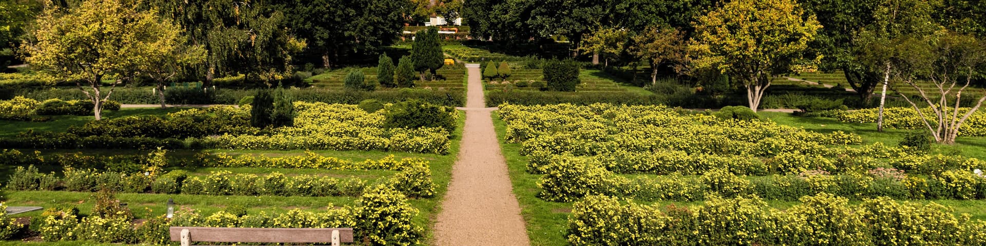 Single bench among green and grass bushes