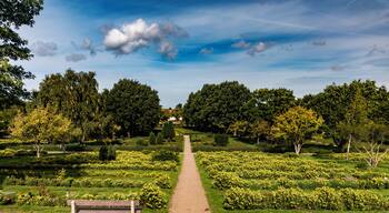 Single bench among green and grass bushes