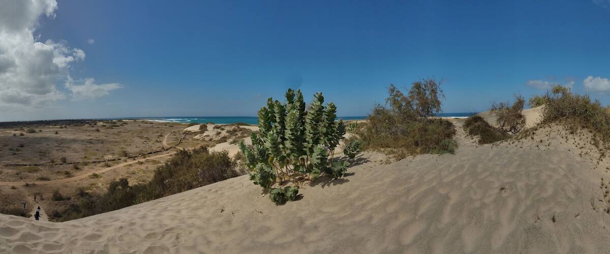 A desert landscape with sand dunes, sparse vegetation, and a distant view of the ocean under a partly cloudy sky.