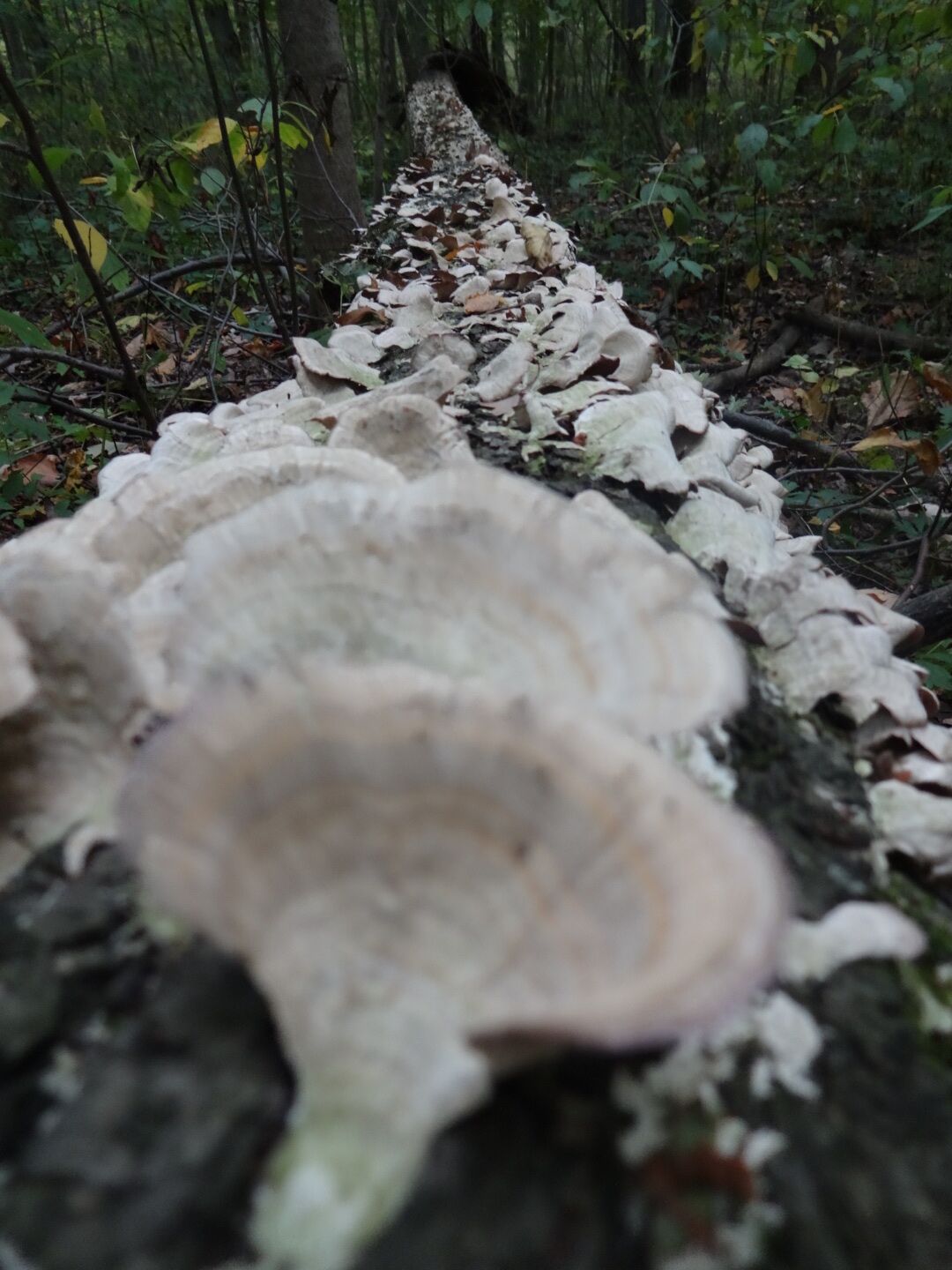 The scalloped edge fungi run the entire entire length of this fallen tree along the boardwalk inside Lawrence Woods State Nature Preserve.
