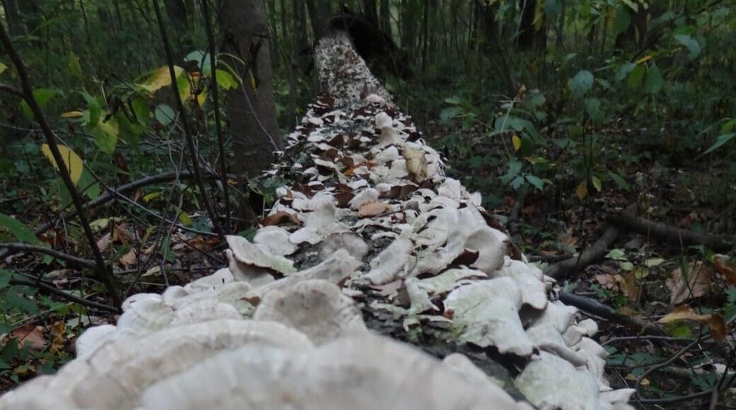 The scalloped edge fungi run the entire entire length of this fallen tree along the boardwalk inside Lawrence Woods State Nature Preserve.