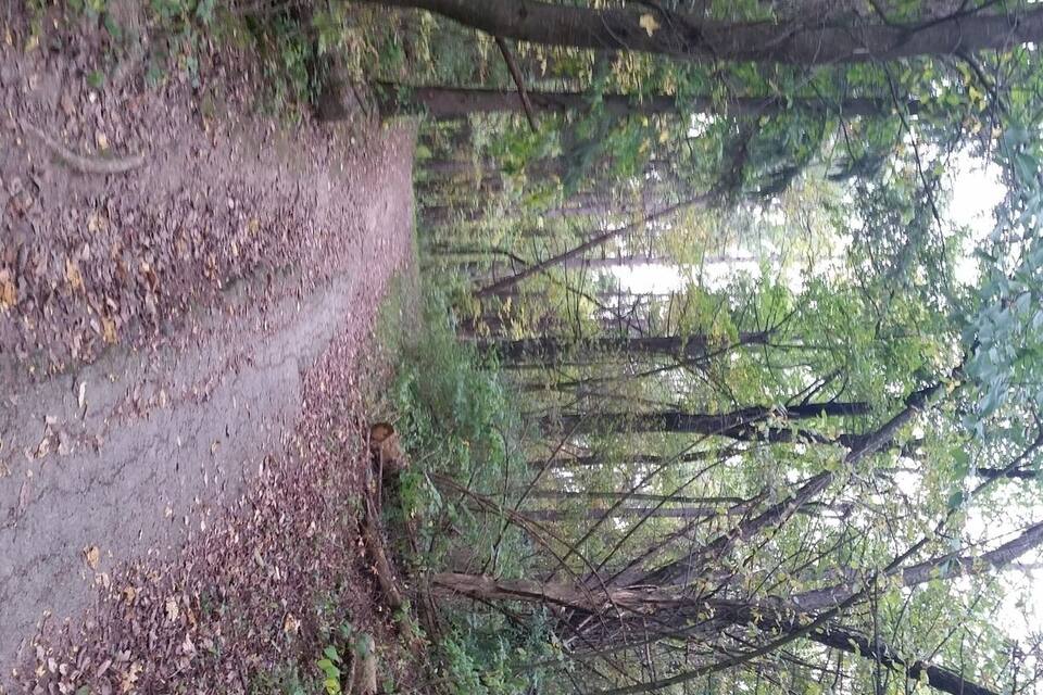 Un sentier bordé d’arbres, jonché de feuilles mortes et où la végétation est très dense.