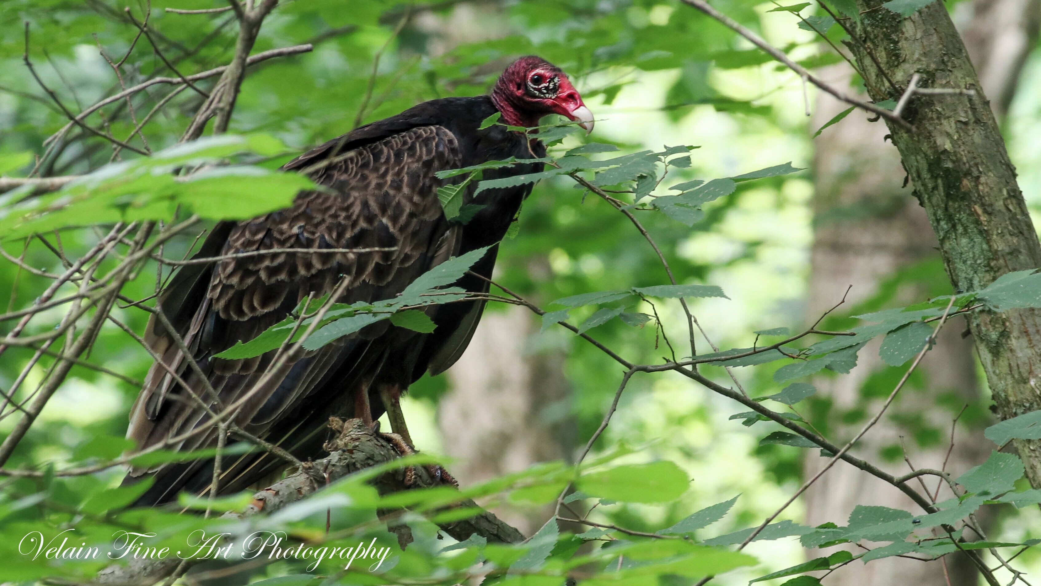 Just another beautiful bird... I think? 