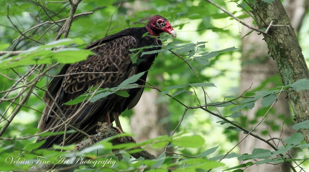 Just another beautiful bird... I think?