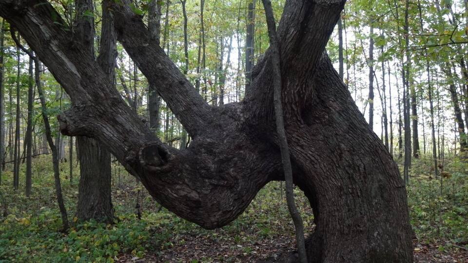 A forest with a large, twisted tree trunk.