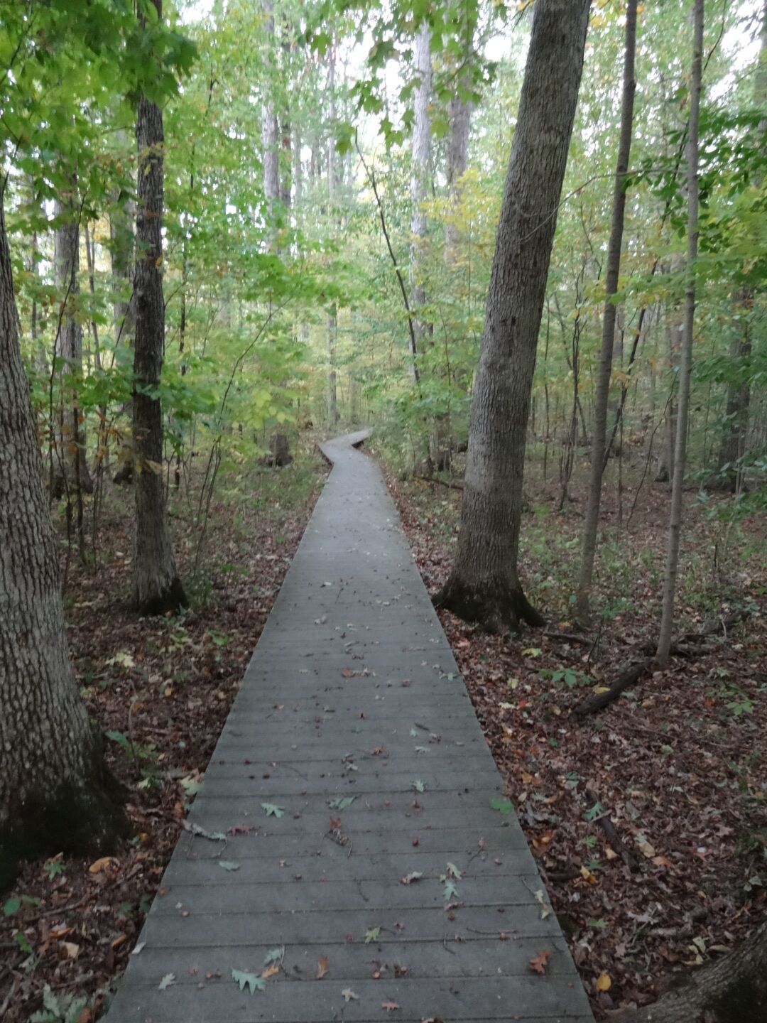 In addition to the Rhino Tree, Lawrence Woods State Nature Preserve has large specimens of white, yellow, red and bur oaks, beech, white ash, shagbark hickory, red maple, sugar maple and sycamore all along about a mile's worth of boardwalk. A good quick hike if you're in the area.