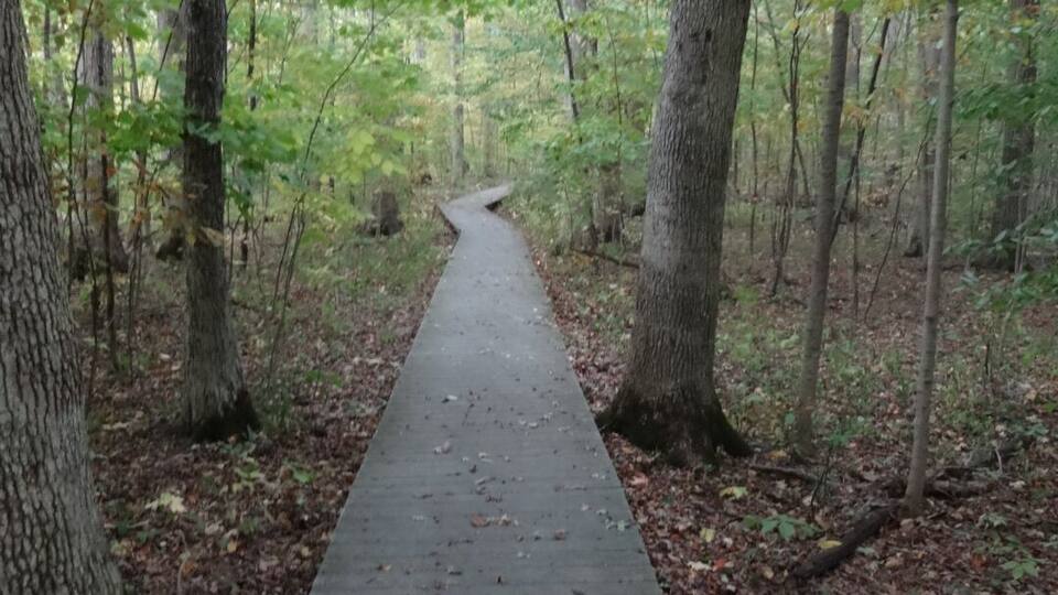 A wooden boardwalk through a forest with tall trees and fallen leaves.