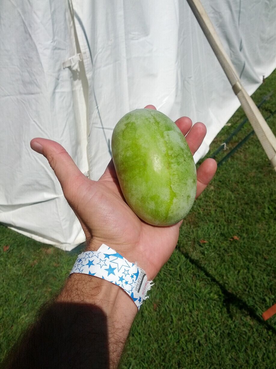 The largest edible native fruit in North America, the Pawpaw (Asimina triloba). A common find in the woods but a rarity in the produce department, this fruit has enough of a cult following to spawn an annual festival dedicated to all things Pawpaw. The flesh is a spoon-able custard like consistency with a profound tropical flavor profile with hints of banana and mango.  