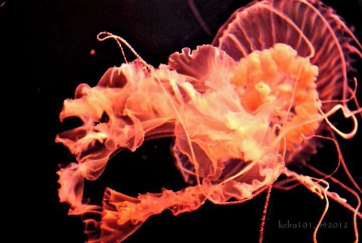 Chrysaora colorata