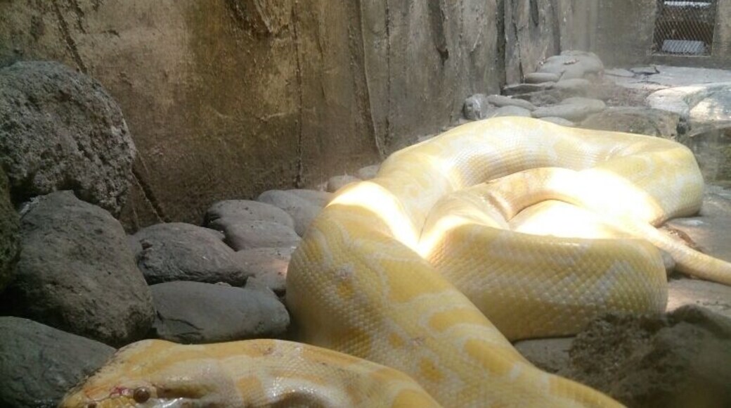 I am not sure. But I guess its a Burmese python. 😄