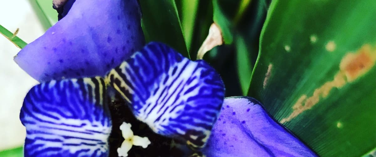 Hello gorgeous!💙💙💜💜💜#somuchlove#flowerislove#photography📱📱