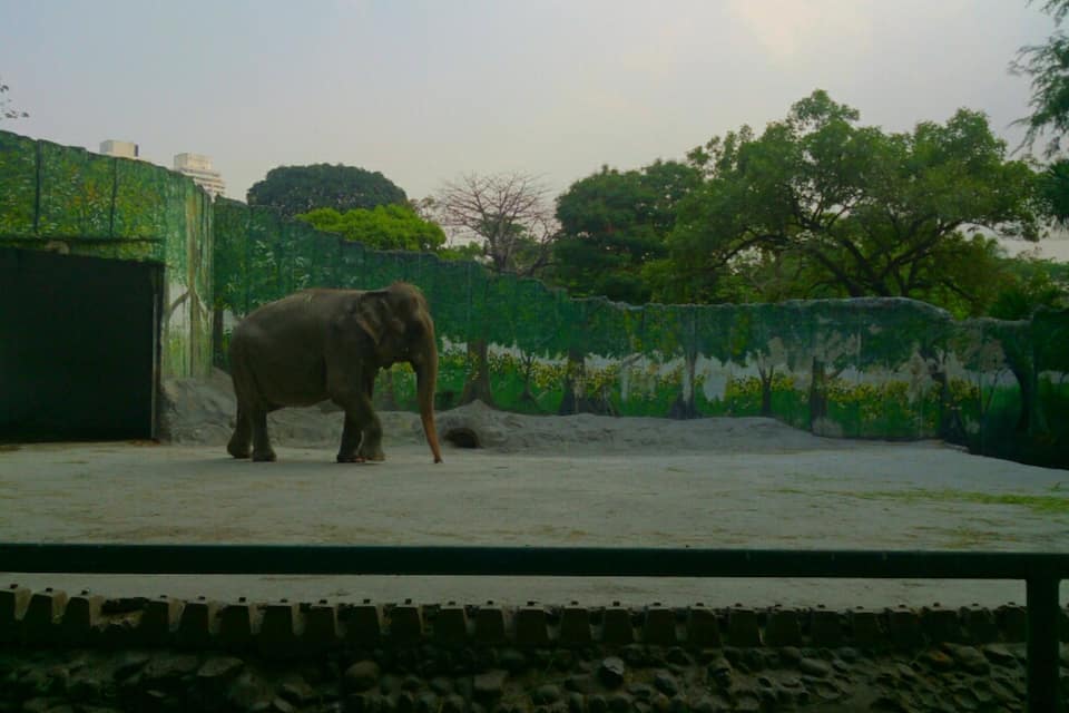 An elephant in a zoo enclosure with a green wall and trees in the background.