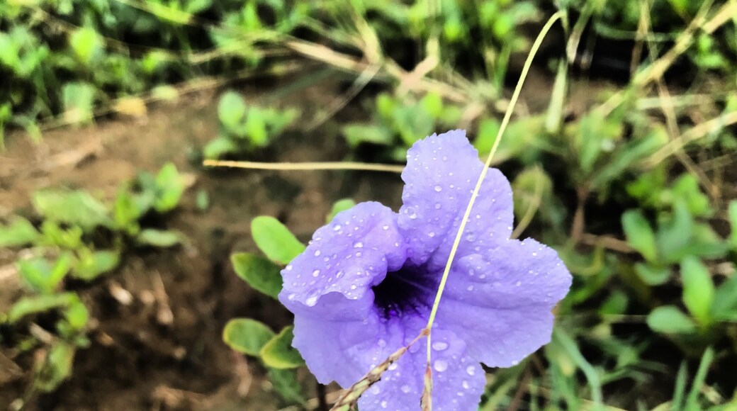 Single flower in the rain..🌸💜💜
#summerisalmostover#rainydays🌧