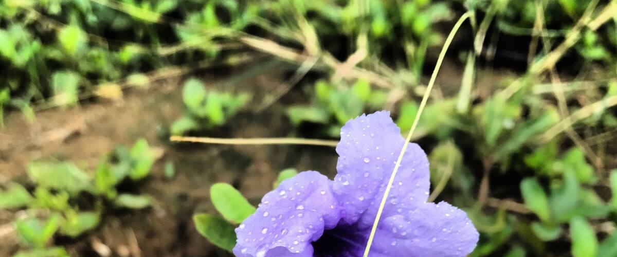 Single flower in the rain..๐ธ๐๐
#summerisalmostover#rainydays๐ง
