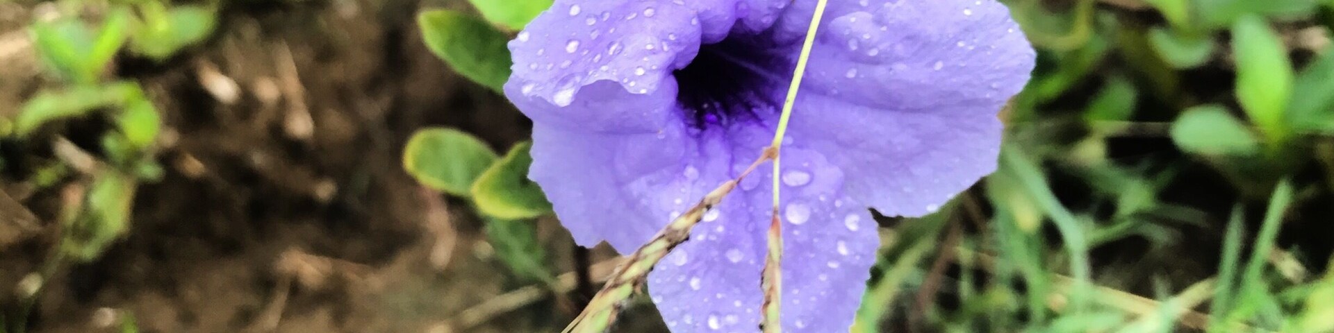 Single flower in the rain..🌸💜💜
#summerisalmostover#rainydays🌧