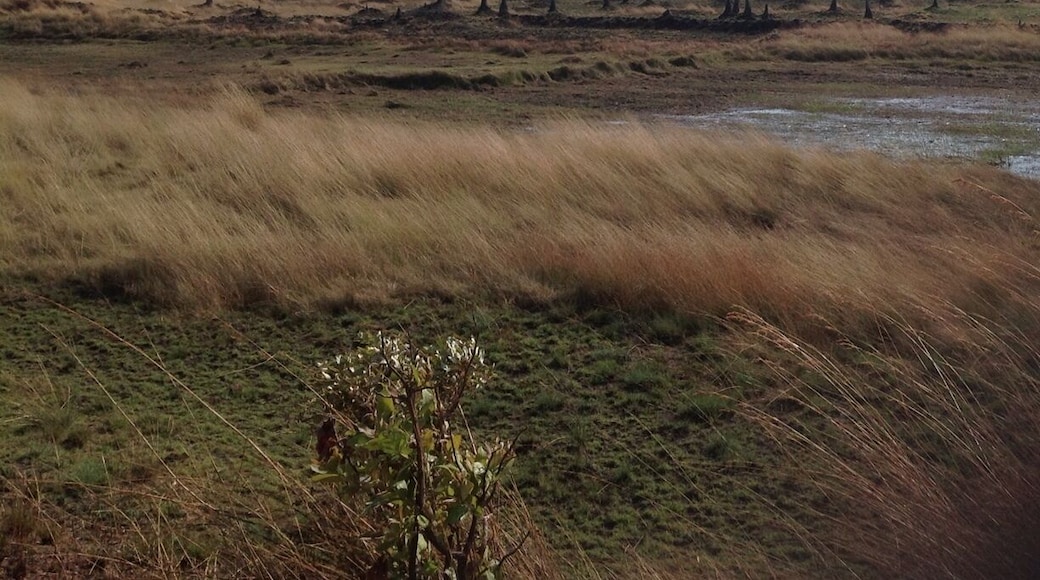 Part of the swampy patch of tuta road
