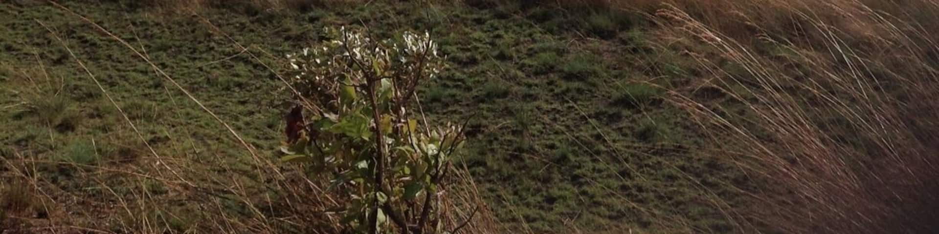 Part of the swampy patch of tuta road