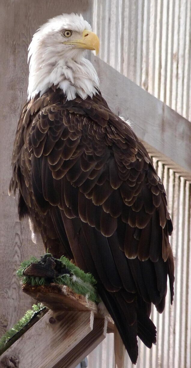 Bald eagle being rehabilitated.