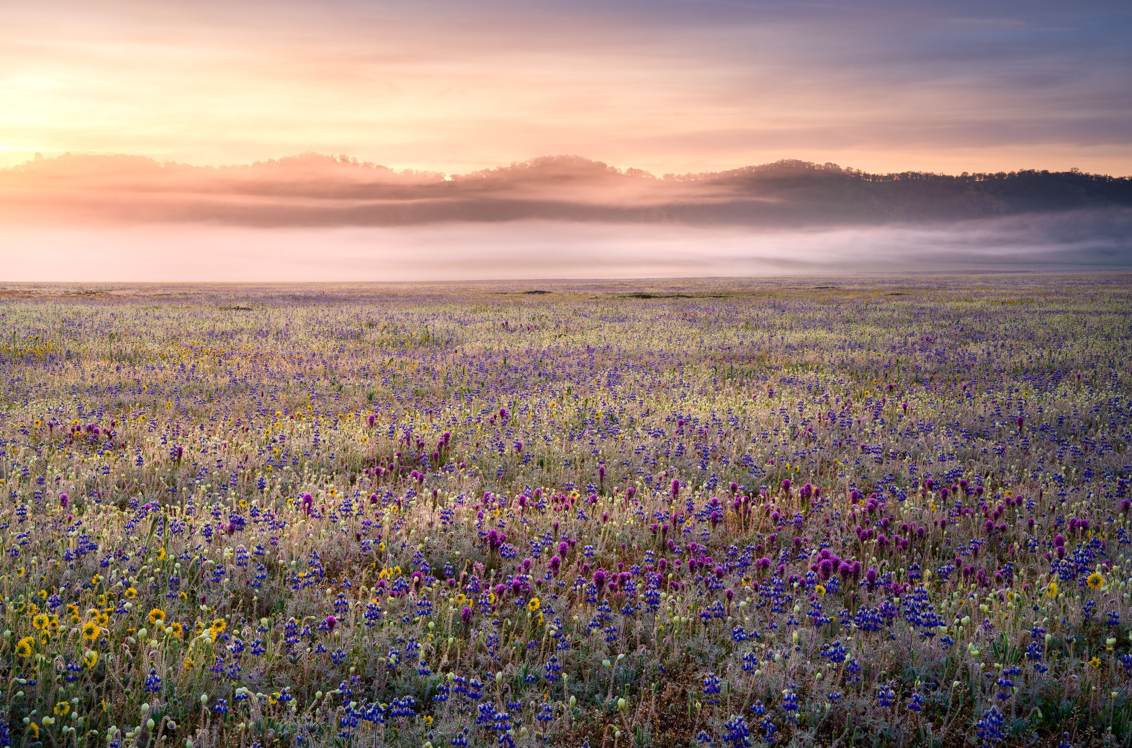 A field of wildflowers with a misty mountain range in the background.