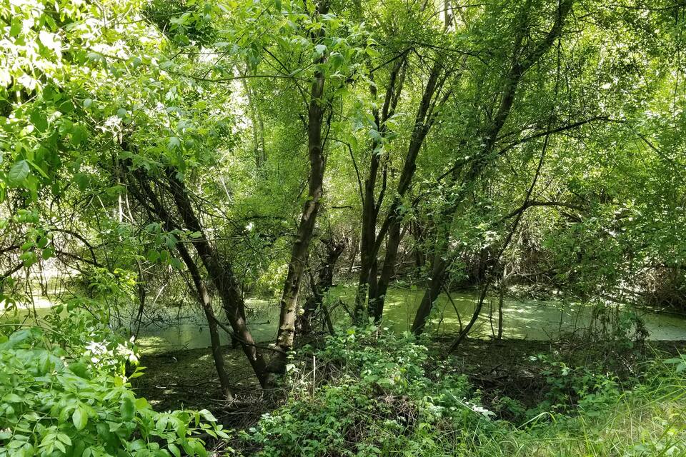 A dense forest with a calm river.