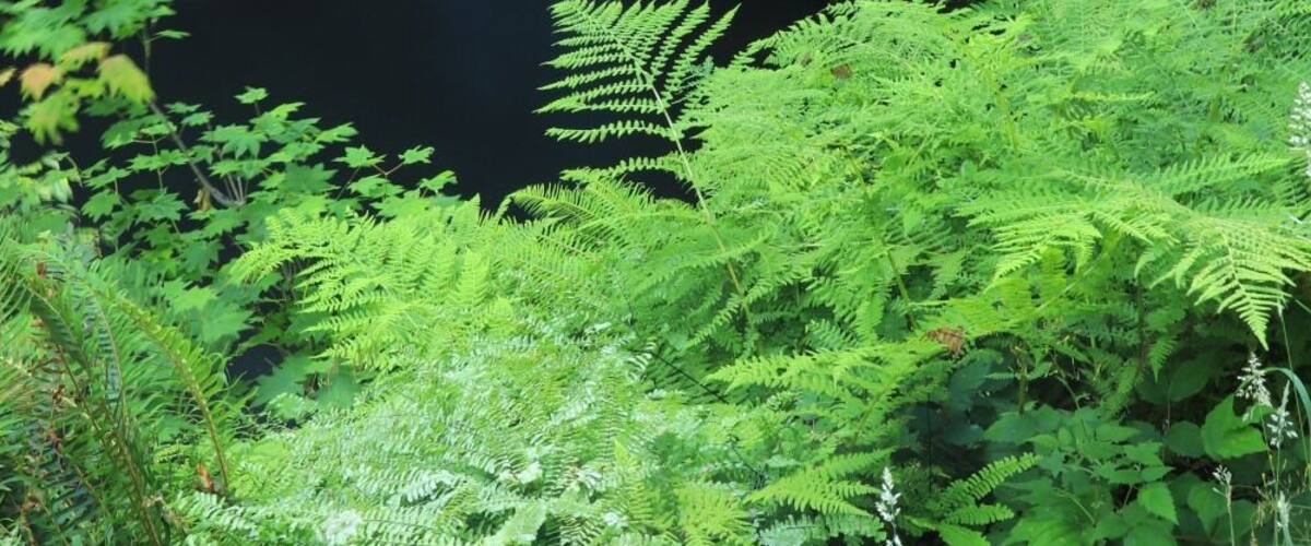 Silver Falls State Parks - Waterfalls.
One of ten waterfalls viewed on a short hike through Oregon's lush green forests
#hikeing #adventurephotocontest
#waterfalls
#adventure