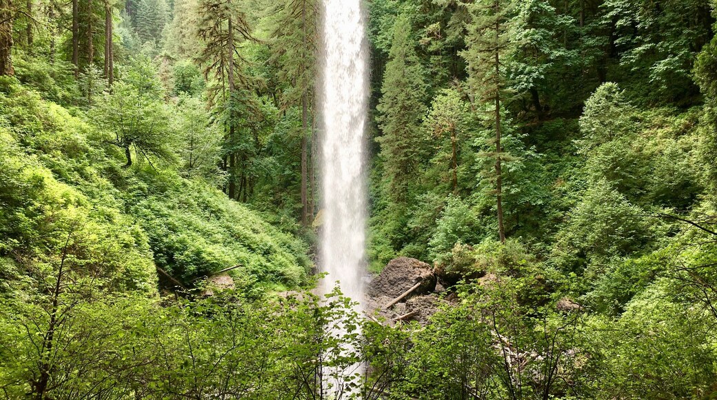 Behind one of the many waterfalls in the beautiful Sliver Falls State Park. #trovember