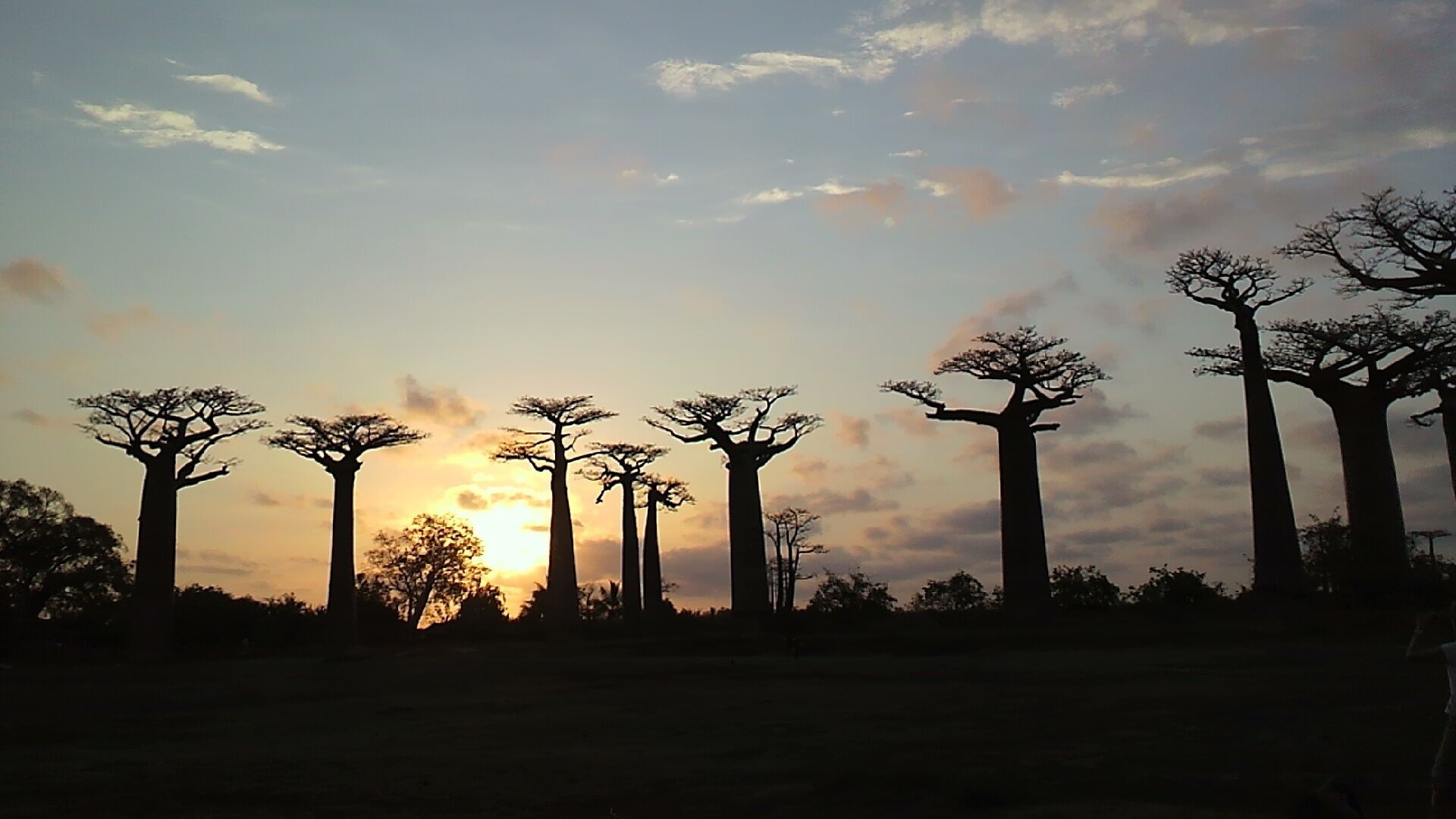 Avenue of the Baobabs in the sunset.
