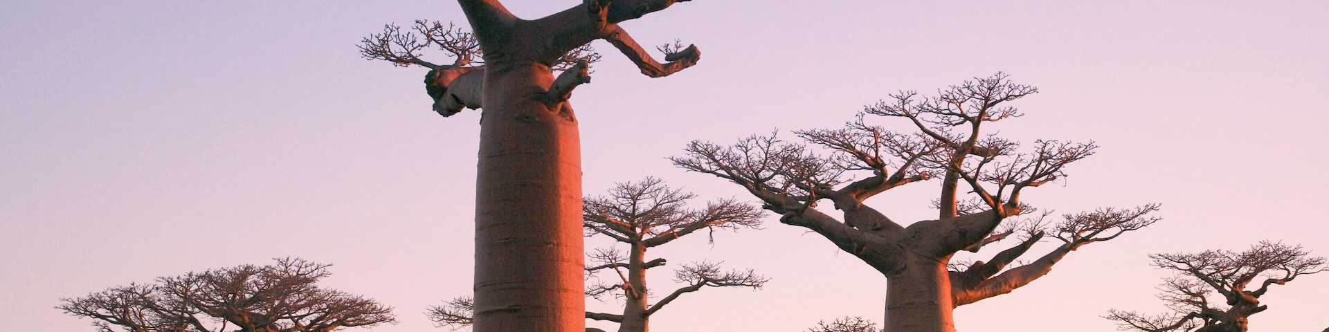 Madagascar, Morondava, Baobab trees (Adansonia) at sunset