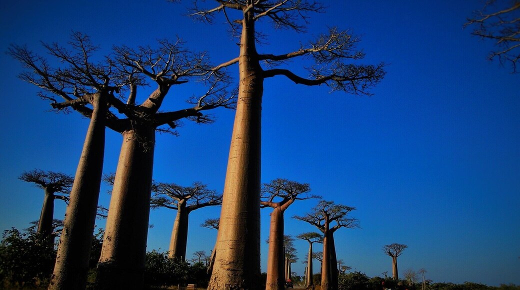 These trees are simply special. #blue