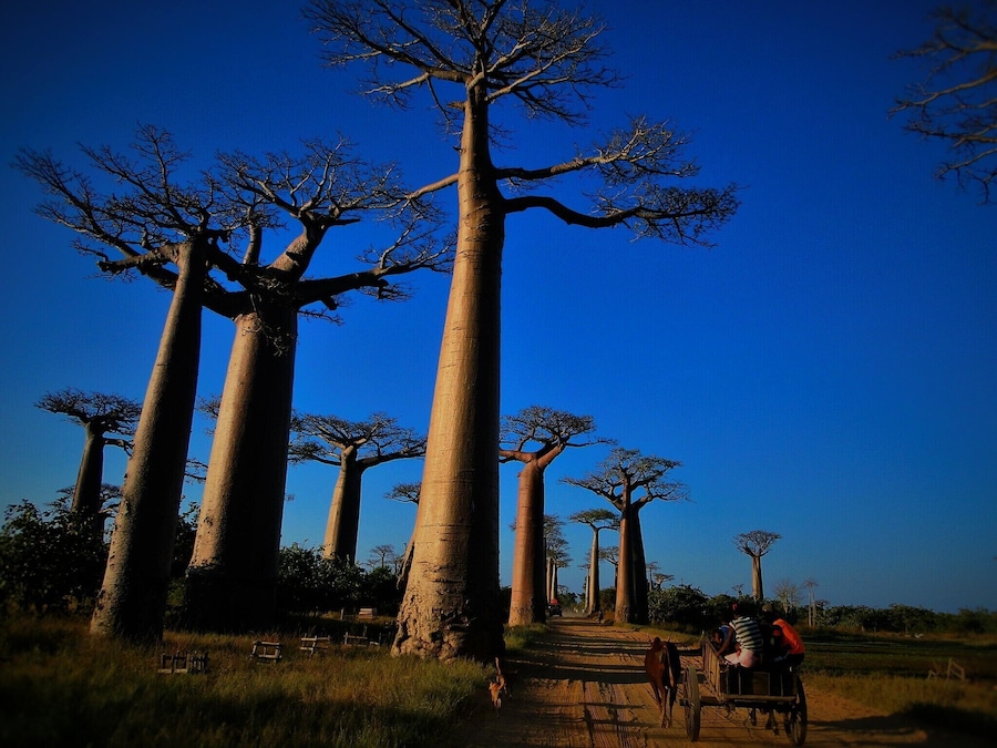 These trees are simply special. #blue