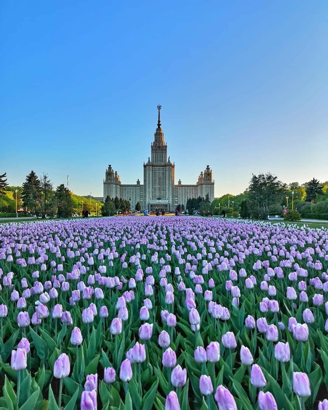 Moscow State University~Tulips 🌷🌷🌷