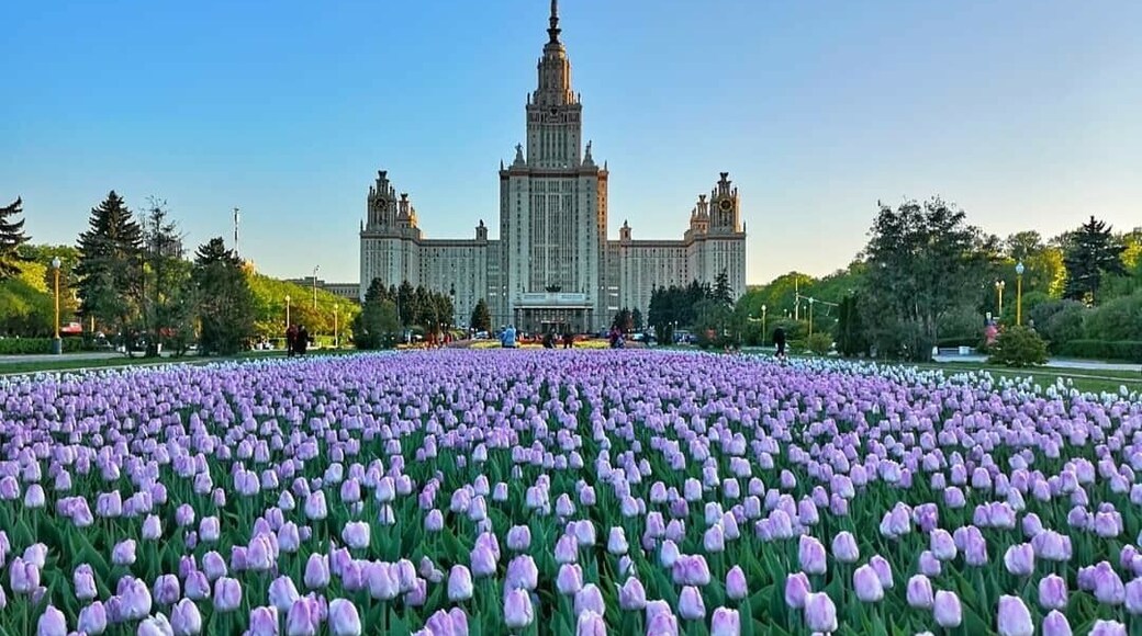Moscow State University~Tulips 🌷🌷🌷