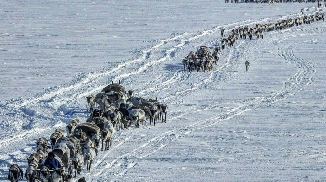 Nomadic #Nenets reindeer herders migrating on Arctic Siberia’s #Yamal Peninsula