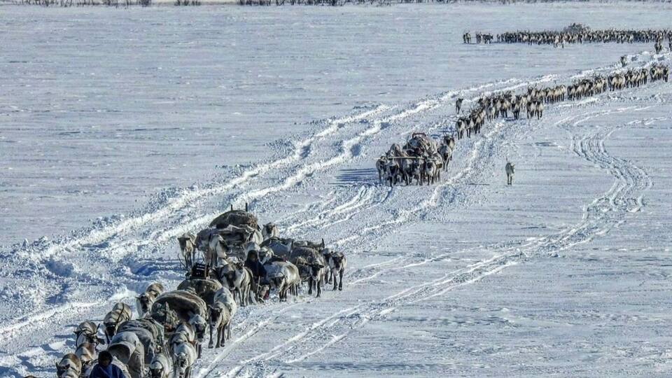 A herd of reindeer being herded across a snowy landscape.