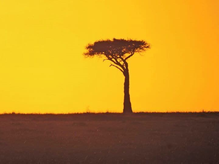 A solitary tree silhouette against a sunset.