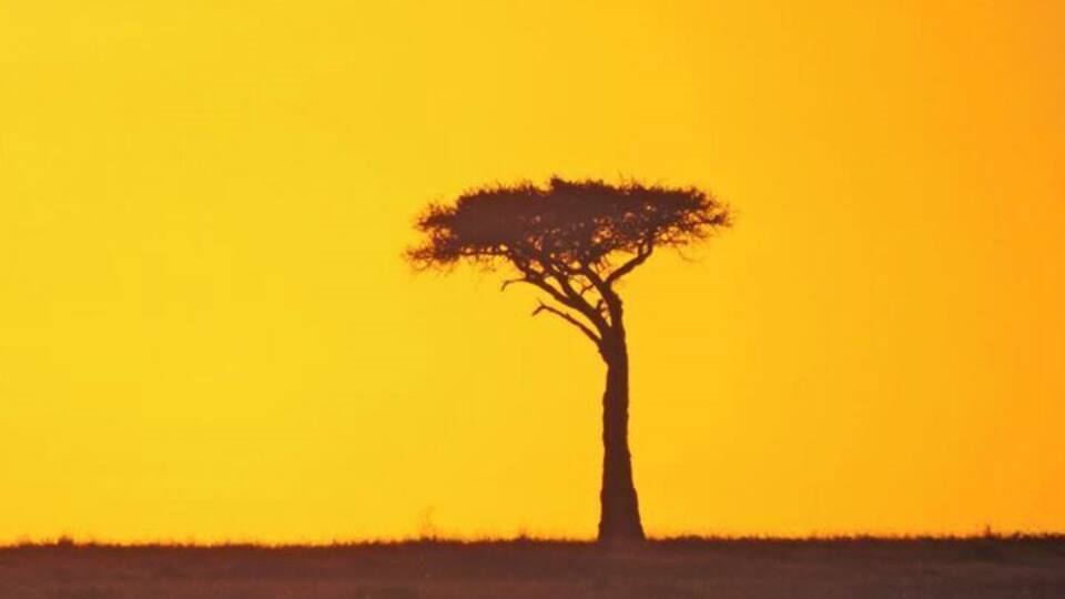 A solitary tree silhouette against a sunset.