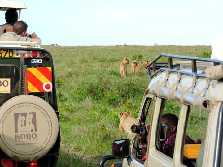 cubs wait for their mother to come back from a hunt. the three female lions barely missed a zebra. 

https://maptia.com/kimbrlyj
www.surfseayouandme.com