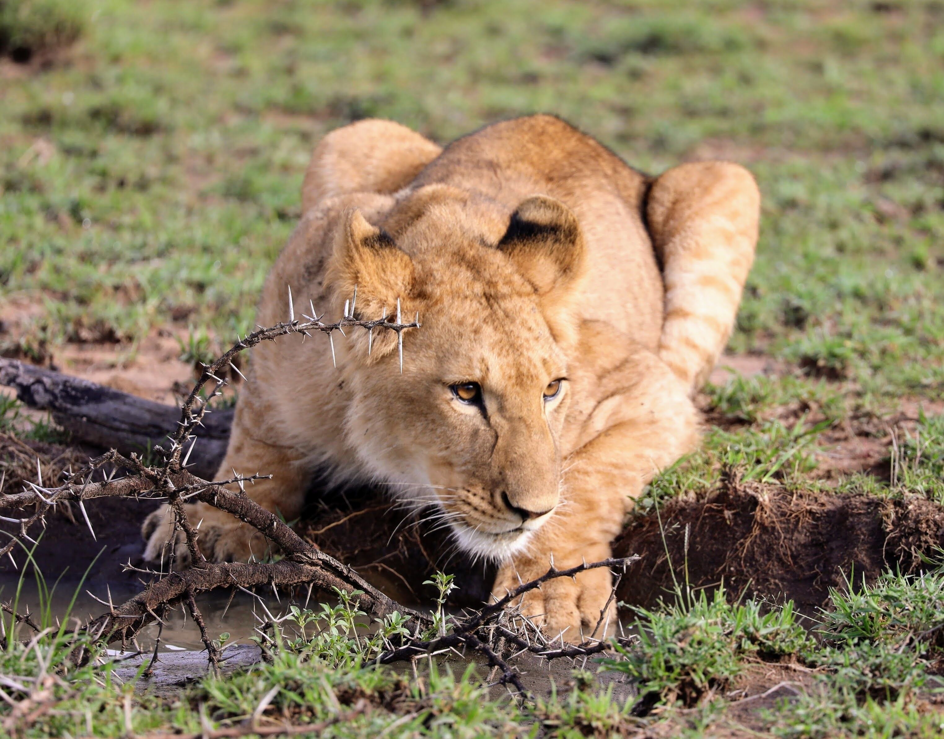 Lion at a water puddle, They are such beautiful creatures and you get entranced watching them, Then they will get up and stretch and you realize again how huge they are. This was taken on a ride from Porini Mara camp October last year