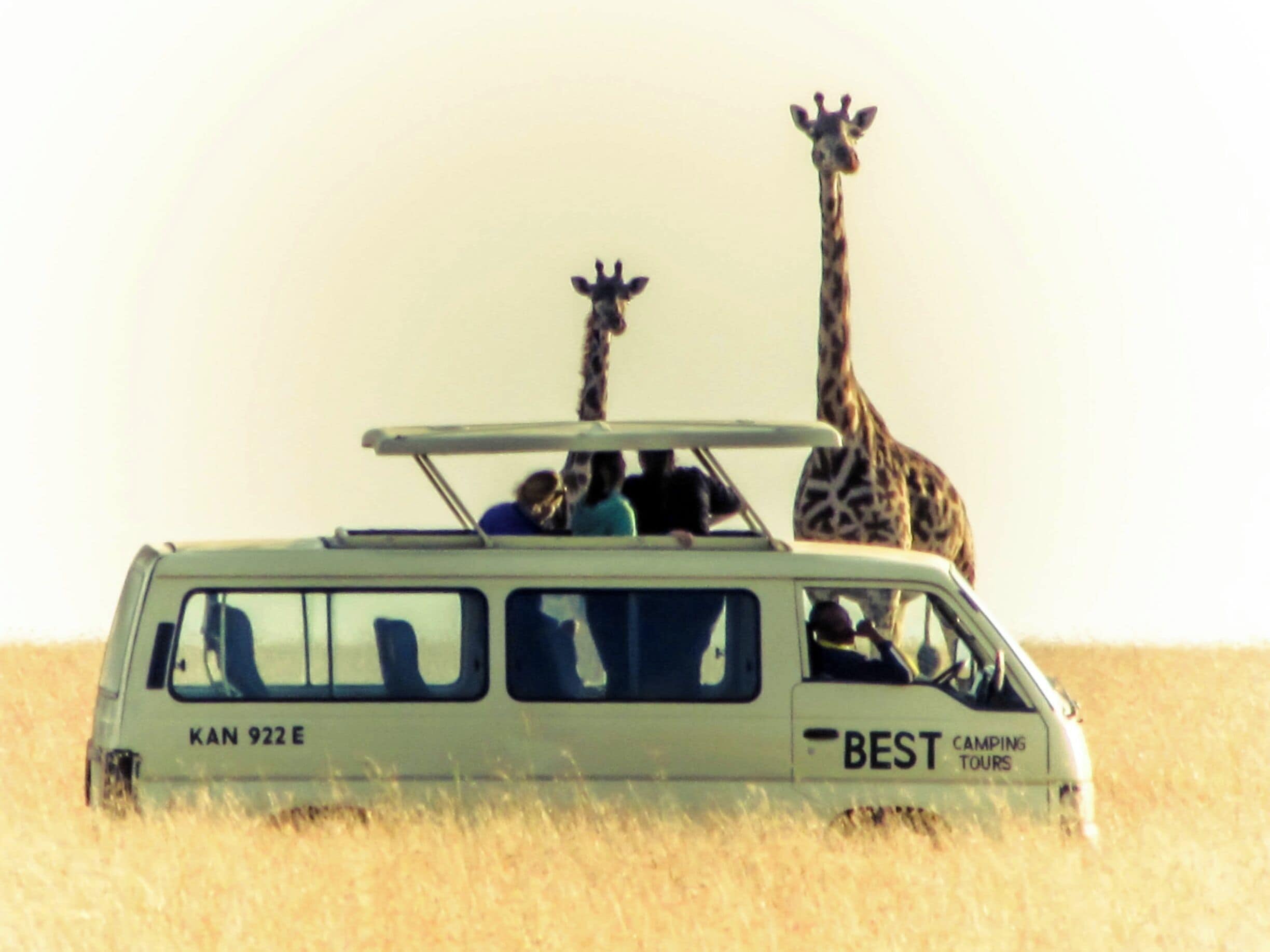 A tour group encountering giraffes up close in Maasai Mara National Park.