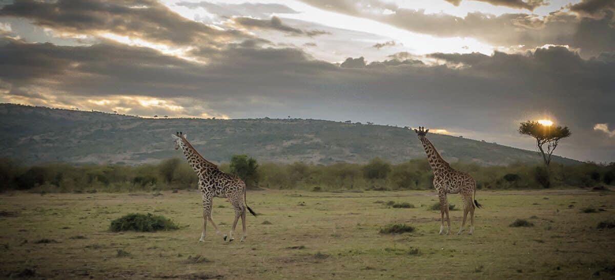 Two giraffes in a savanna landscape with a hill and a tree in the background.