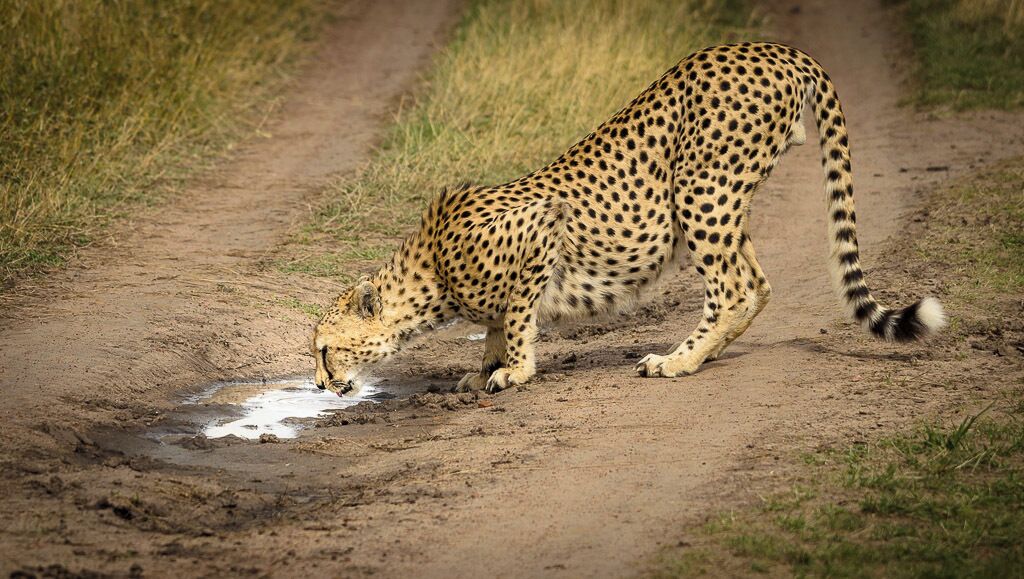 In the late afternoon we came across this young male cheetah and his brother both of them rather desperate for a drink. This was at the start of the small rains in the autumn and while waterholes hadn't all been replenished yet there was a bit of surface water after the first rainshowers of the season. #Waterlust #wildlife #chasingwildlife #cheetah #safari