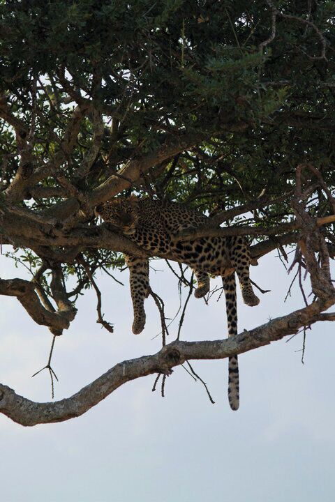 Leopards are astoundingly strong. They are pound for pound the strongest of the big cats. They are able to climb trees, even when carrying heavy prey, and often choose to rest on tree branches during the day. One reason why leopards sometimes take their prey up in the trees is to ensure lions or hyenas can’t steal them.

The leopard is the most elusive and secretive of the large cats. They are extremely difficult to trace and locate in the wild.