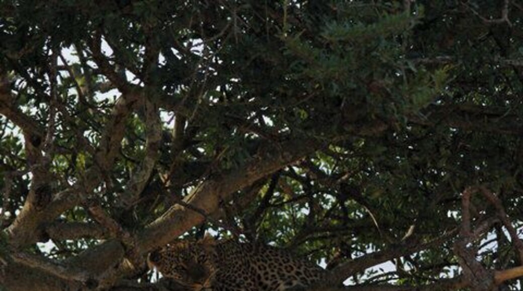 Leopards are astoundingly strong. They are pound for pound the strongest of the big cats. They are able to climb trees, even when carrying heavy prey, and often choose to rest on tree branches during the day. One reason why leopards sometimes take their prey up in the trees is to ensure lions or hyenas can’t steal them.
The leopard is the most elusive and secretive of the large cats. They are extremely difficult to trace and locate in the wild.