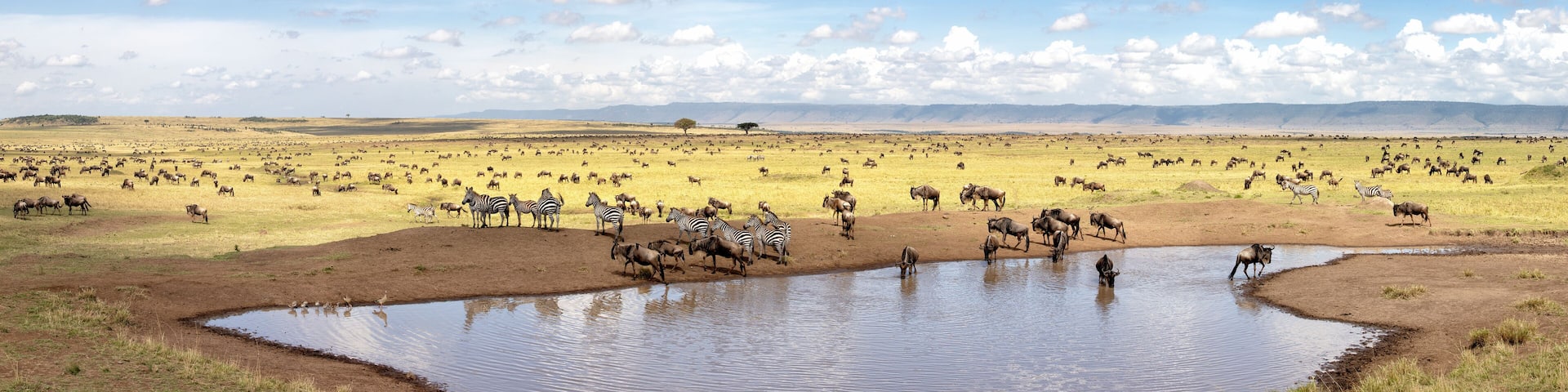 Panorama of zebra and wildebeest at a waterhole in the Masai Mara