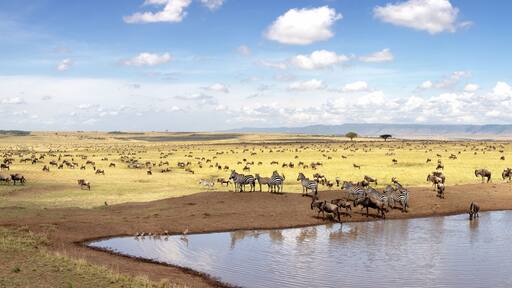 Maasai Mara