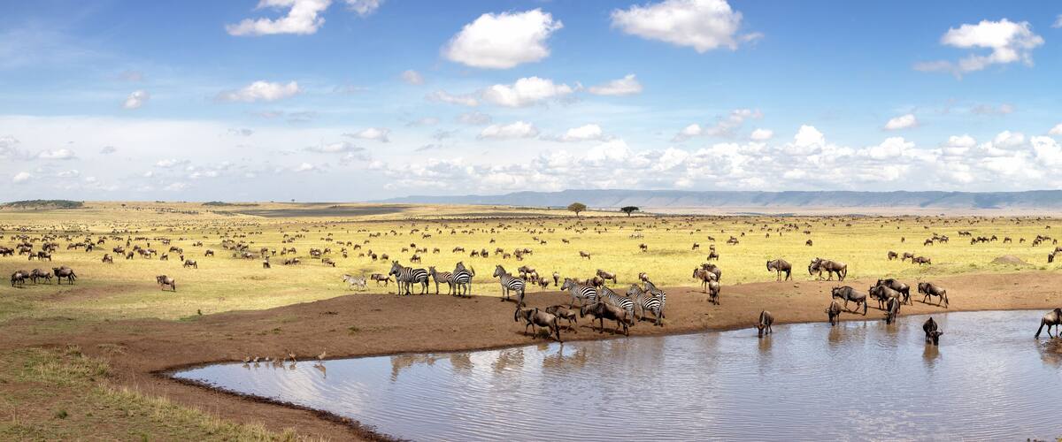 A vast savannah with a watering hole surrounded by zebras and wildebeests.
