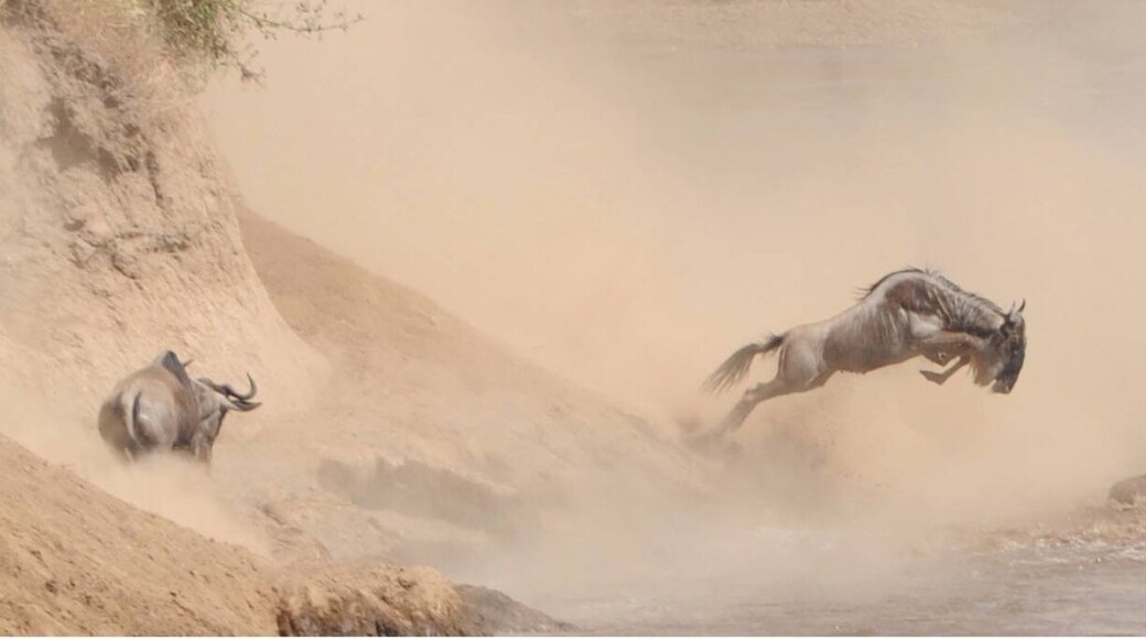The crossing of the wildebeest. Must have been there for about an hour. Amazing experience.