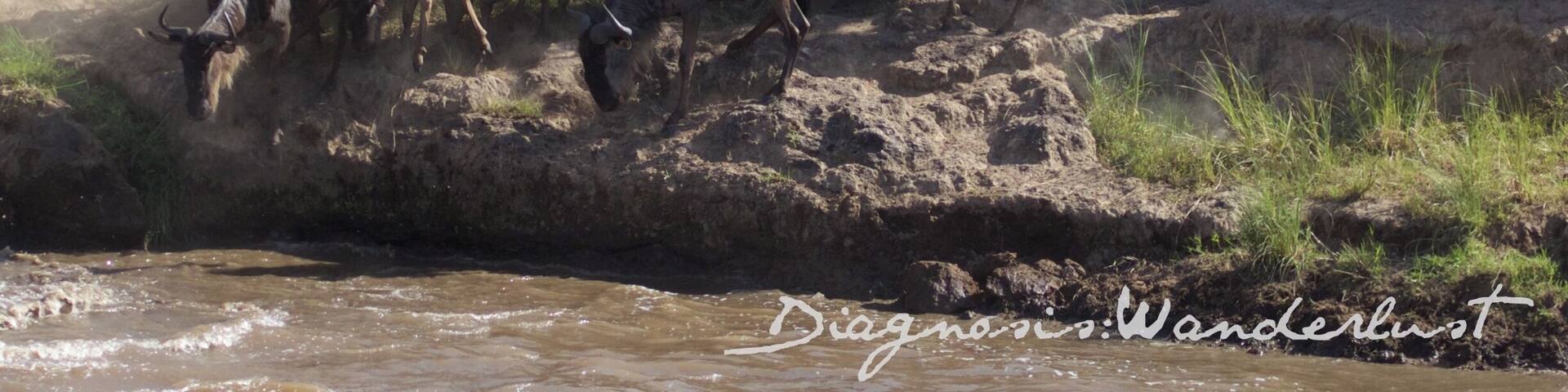 A herd of wildebeests crossing a riverbank.