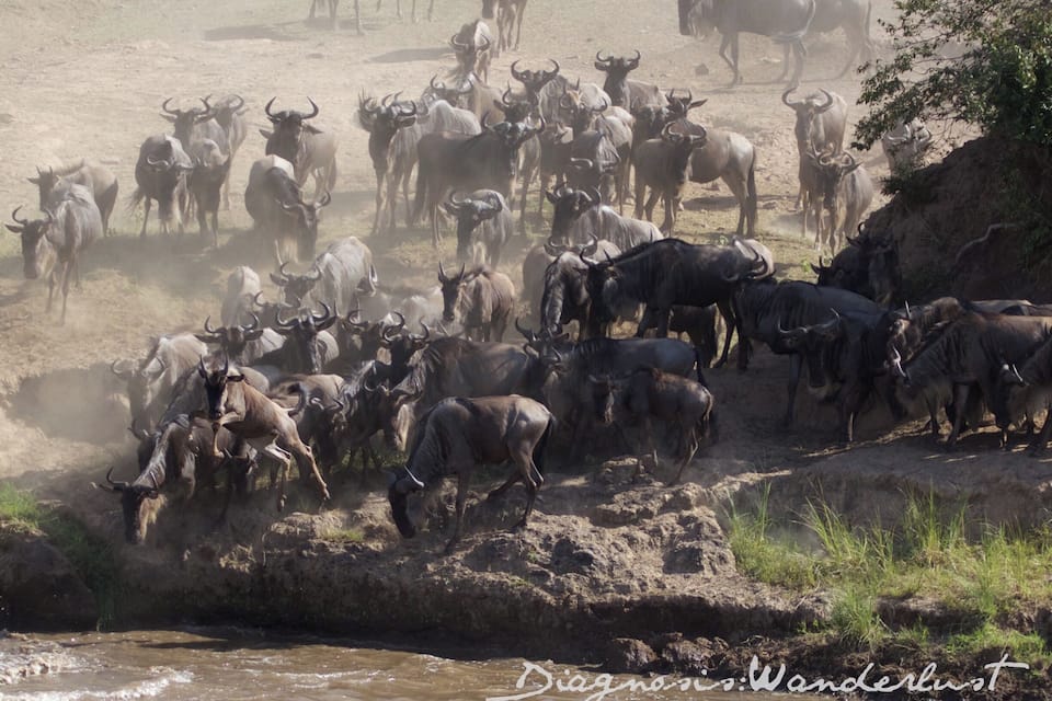 A herd of wildebeests crossing a riverbank.