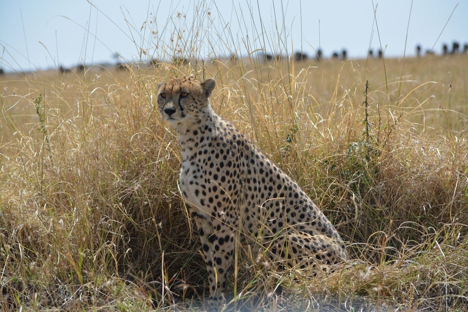 Beautiful cats and plentiful wildlife!